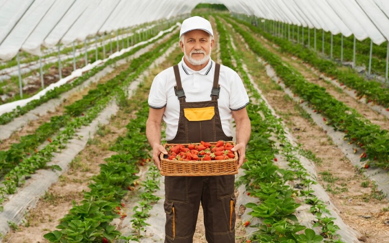 Inside the Harvest A Day in the Life on the Farm