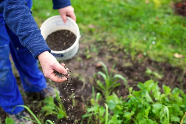 أهمية التسميد للنباتات ودوره في زيادة الإنتاج وجودة المحاصيل