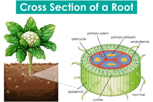 تعزيز نمو الجذور: الأساس الحقيقي لمحصول قوي وإنتاج وفير