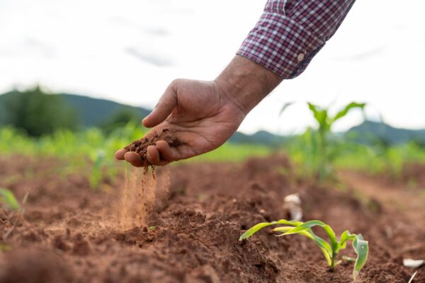 تحسين خصوبة التربة: أساس الزراعة المستدامة وزيادة الإنتاج